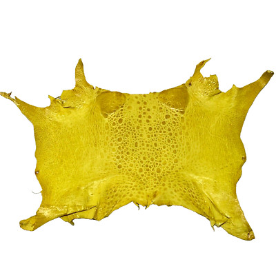 Bufo Marinus Cane Toad Skin Taxidermy Professionally Dyed Leather Glossy Yellow