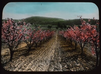 Magische Laternenfolie PFIRSICHBLÜTE UM 1910 FOTO AUSTRALIEN BÄUME LANDWIRTSCHAFT