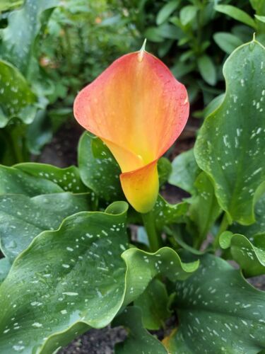 Lot 3 Flame Calla Lily Rhizomes Bulbs ORGANIC from my Southwest MI gardens