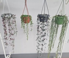 Variety Of Succulent Strings, Hearts, Tears, Hoya Linearis