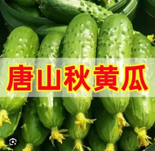 Cucumber  Seeds 10 + 唐山秋黄瓜 种子 | Heirloom / Non-GMO | Free Shipping |