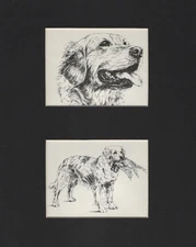 Golden Retriever "Double Image" - CUSTOM MATTED - 1963 Vintage Dog Art Print  *