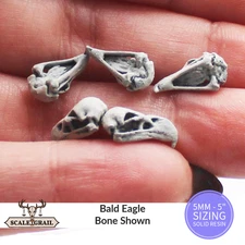 Bald Eagle Skull Miniature Replica by The Scale Grail – 6mm to 7" Sizes