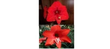 1 Amaryllis X Pollinated Hippeastrum Lilly X Garden Red 8-12 cm circumference