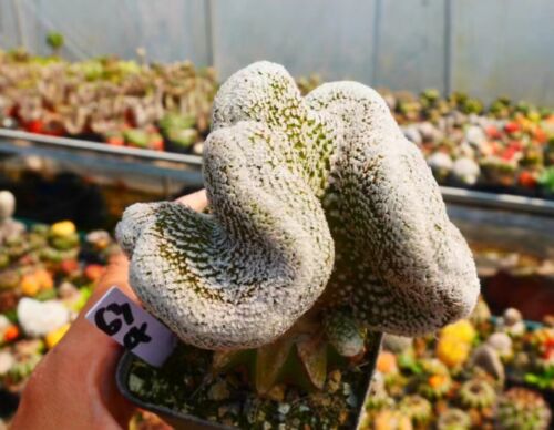 Seltene Sukkulente lebende Pflanze Turbinicarpus valdezianus Cristata WYSIWYG Boutique - Bild 2 von 2