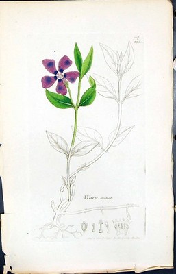 Antiker alter Druck Vinca Minor Farbe Smith Sowerby 1847 britische Pflanzen Botanik