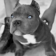 LOCANDINA POSTER FOTO MANIFESTO PITBULL AMSTAFF DOGO CANE CORSO ROTTWEILER 