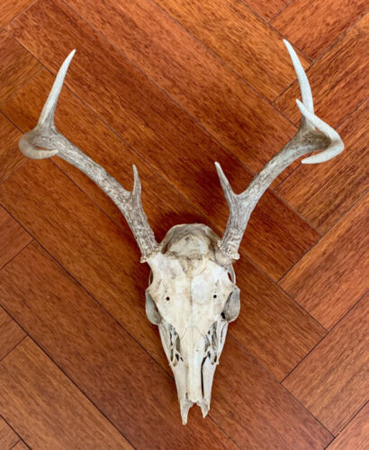 8 Point Whitetail Deer Skull Antlers Taxidermy