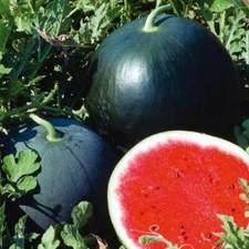 Seeds Watermelon Sugar Ogonek Red Vegatable Fruit Rare NON-GMO Organic Heirloom