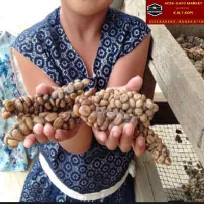 1 Lb authentic kopi luwak gayo 100% Wild Civet Whole Beans Coffee