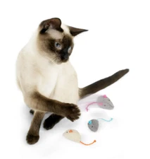 Skitter Critters Value Pack Catnip Cat Toys - Gray/Cream Set of 10