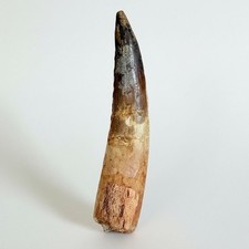 SPINOSAURUS TOOTH Fossil 10 cm (4