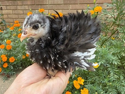 3 Fertile Hatching Chicken Eggs - Mix of Exotic Breeds Frizzle, Polish, Serema
