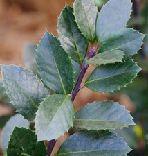 Stechpalme Ilex Heckenblau® 80-100cm - Ilex meserveae