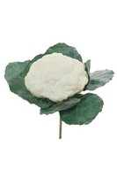 Artplants Kunst GemüSe Blumenkohl Gustl, Weiß-GrüN, 20Cm, Ø20Cm