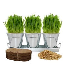 The Organic Cat Grass for Indoor Cats, Organic Cat Grass Kit with Seeds Mix a...