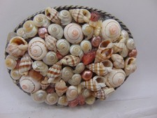 Vintage Ivan Belt Buckle With Collage of Small Seashells Sea Shells Womans