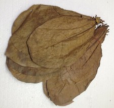 12 Indian Almond Leaves, Dried Catappa, 14cm -18cm, for Aquarium, Fish  Shrimp