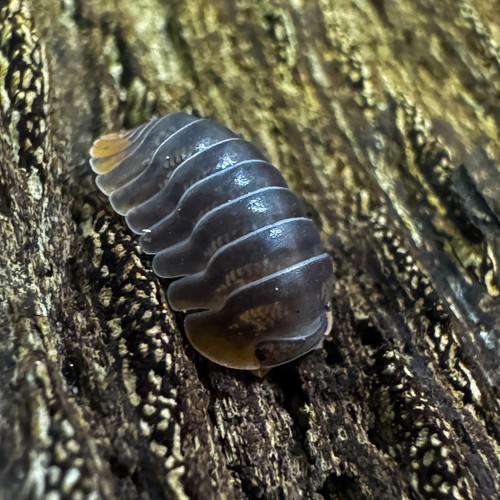 Isopod Factory 12+ Cubaris  Iriomotensis Miyako Isopods Bioactive  Clean Up Crew - Picture 5 of 10