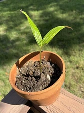 Foxtail Palm Tree Wodyetia bifurcata live seedling tropical ornamental plants!