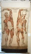 1918 A.J. Nystrom Co American Frohse Myology Wall Chart Muscles Medical 75”x 40”