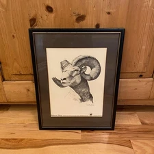 Framed Big Horn Sheep Pencil Drawing By Saltiel 73 Print Saltiel Originals