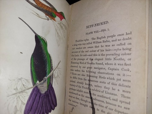Humming Birds: Described and Illustrated, Adams First Edition Free Shipping 8 pl - Picture 5 of 12