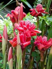 1 Fresh Red torch ginger rhizomes, Etlingera elatior exotic Flower