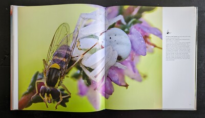 Bugs up Close : A Magnified Look at the Incredible World of