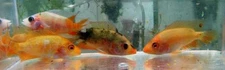 4 colored red devil cichlids