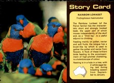 Rainbow Lorikeet, Trichoglossus haematodus Postcard