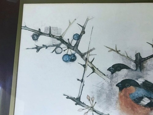 Framed & Glazed Vintage Offset Lithograph Print Bullfinch Signed Chad Stose - Picture 4 of 9