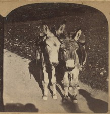 BABY, MINI? MULE/DONKEY - VINT STEREOVIEW