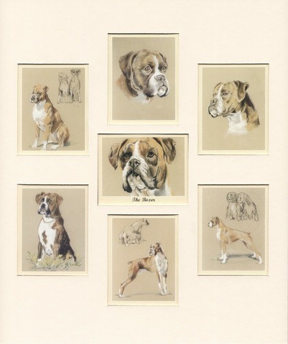 Tarjetas de coleccionista montadas en Perikim THE BOXER Man's Best Friend para adaptarse al marco de 12x10 - Imagen 6 de 6