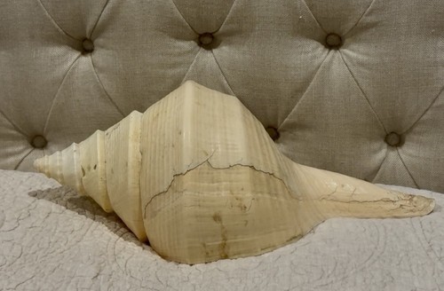 Old Specimen Australian Trumpet Gigantic 20” 51cm Syrinx Aruanus Seashell Look