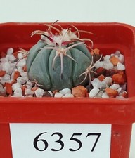 Echinocactus horizonthalonius VZD 563/6357/D25mm, radice propria, piantina