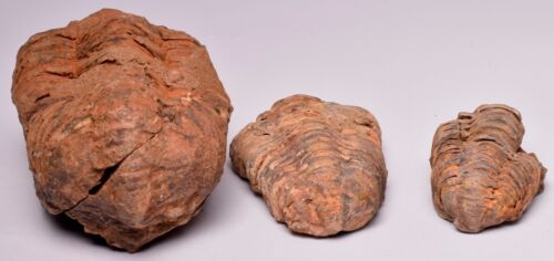 3 x DIACALYMENE OUZREGUI TRILOBITE FOSSILS, F121 - Foto 6 di 8