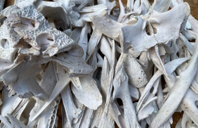 Two Pounds American Alligator Bones Genuine Louisiana