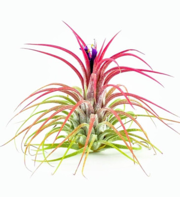 3 PACK Ionantha Guatemala (Ionantha Ionantha ) 3 pack of air plants