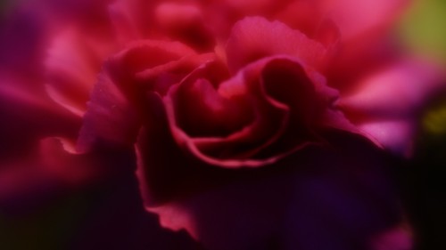 lensbaby Velvet 56 f1.6 macro 1:2 lens - Picture 10 of 10