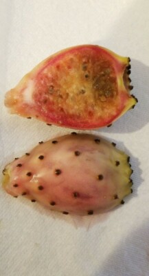 Spineless prickly pear cactus plant.  Nopales