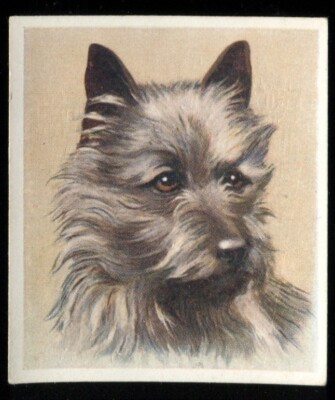Tabakkarte, Godfrey Phillips, UNSERE HUNDE, 1939, Med, Cairn Terrier, #6