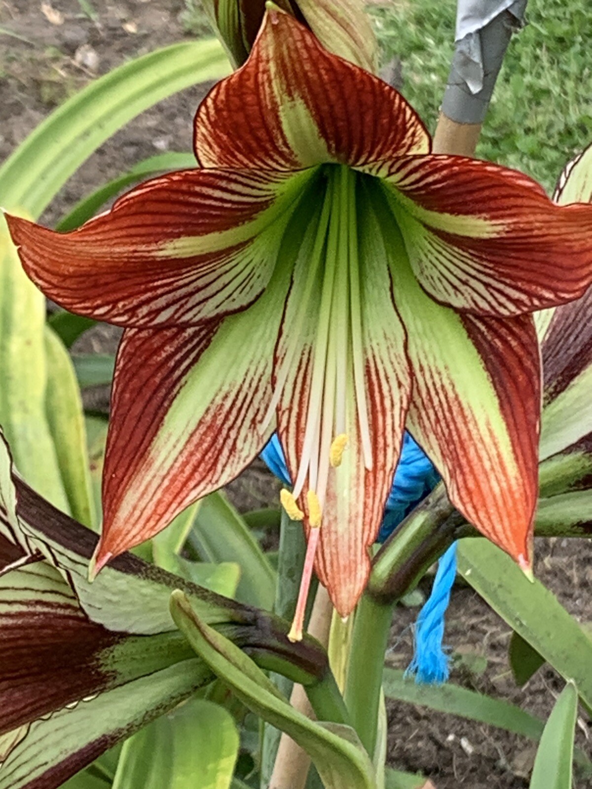 Hippeastrum "Mandonii X Papillio ” 3 Year Offset Bulb Flower