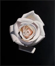 Quality Hand Painted Oil Painting Single White Rose 20x24in