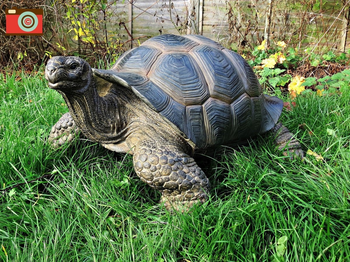 XXL GIANT TORTOISE HUGE Incredible Home or Garden Ornament
