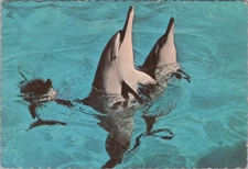 Sea Life Park Hawaii Postcard Moki Hawaiian Porpoise Postcard 4x6 UNP