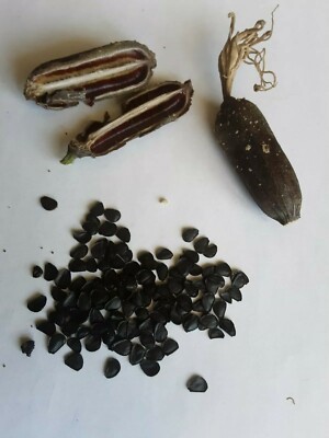 bonsai tree supplies Grow Your Own Bonsai Tree Kit Chinese Juniper