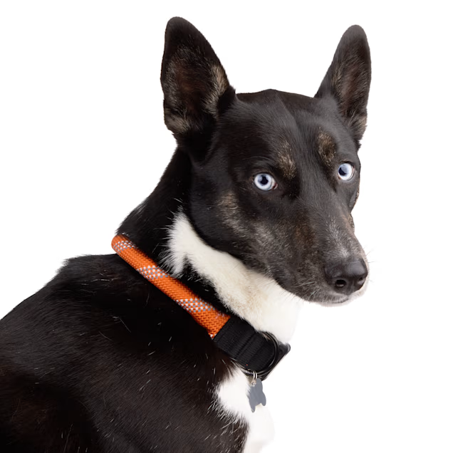 Backcountry x Petco Shock Absorbing Orange Rope Dog Collar XLarge XX