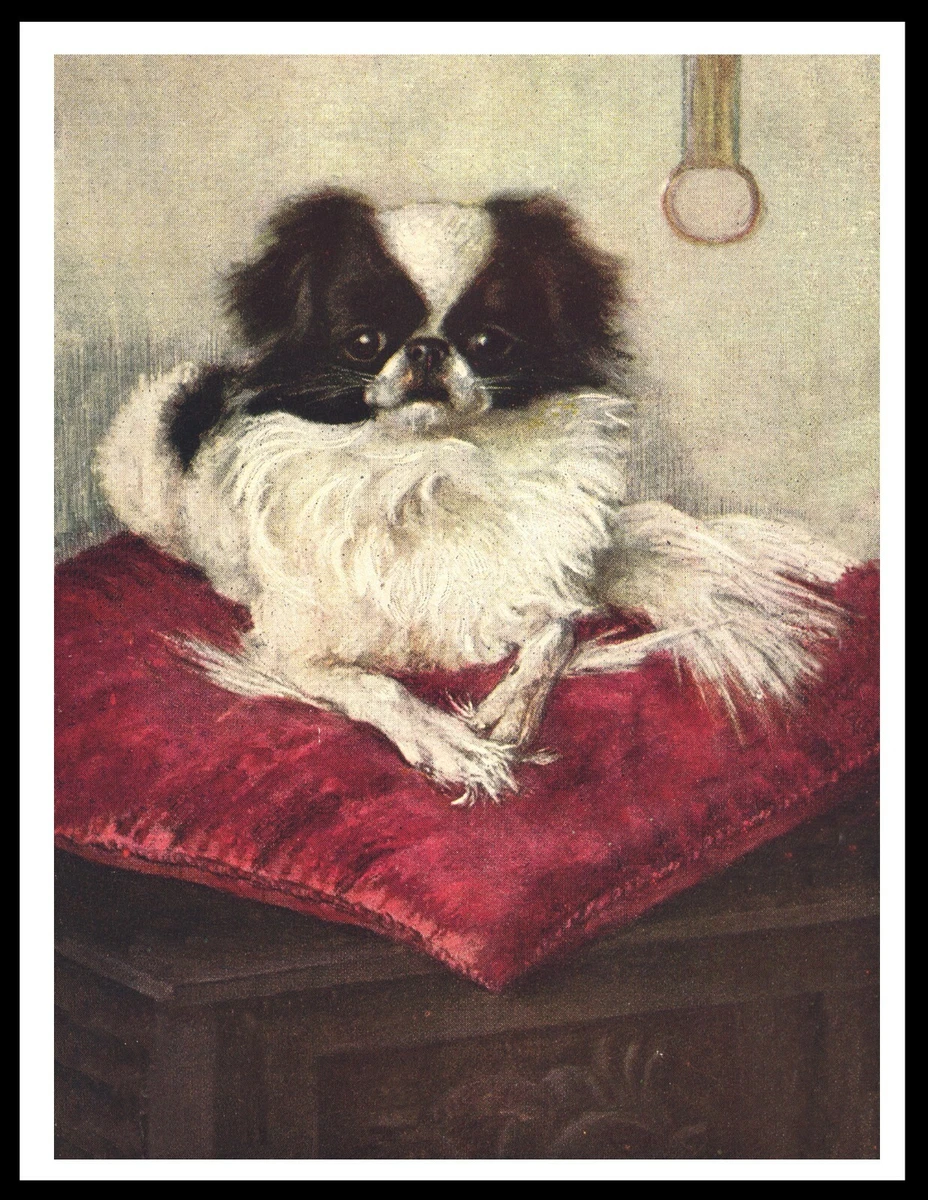 Red hotsell japanese chin
