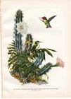 1952 Amuchastegui Vintage Ornithology Book Plate:  Hummingbirds & cactus, bird